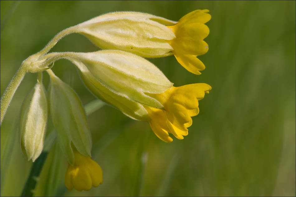 Schlüsselblume