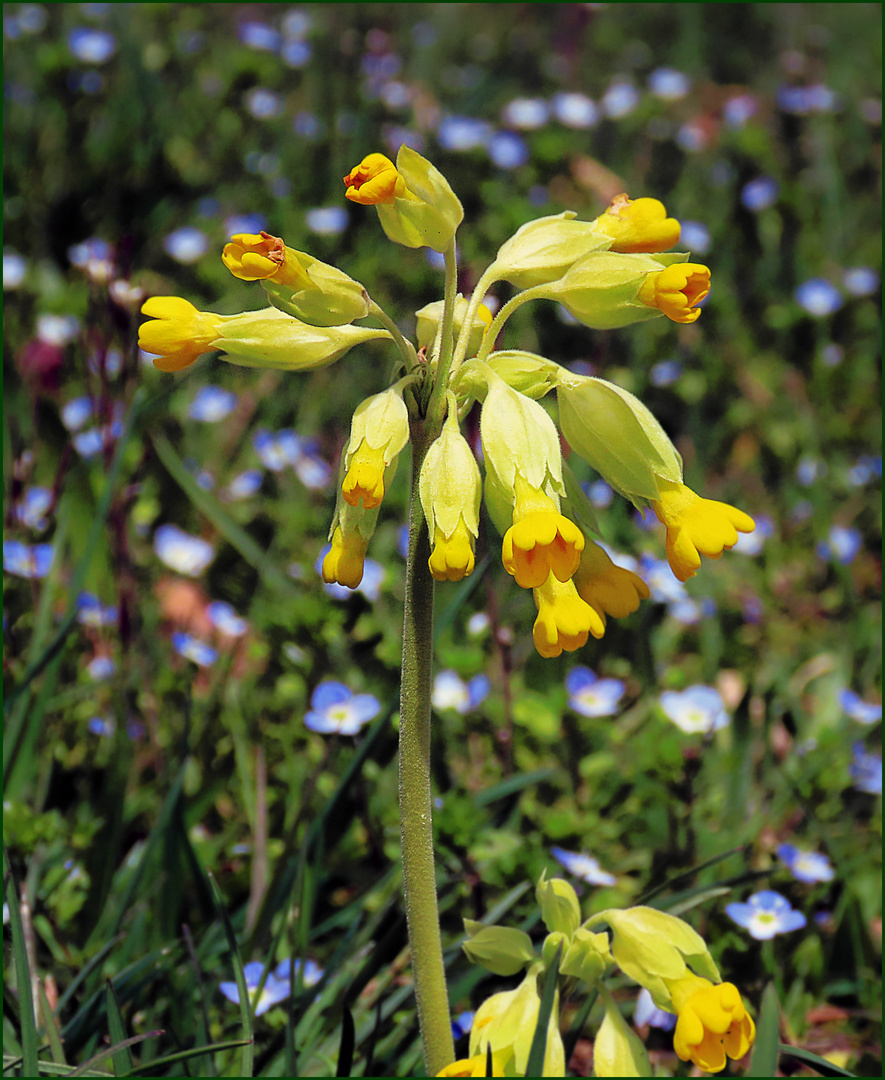 Schlüsselblume