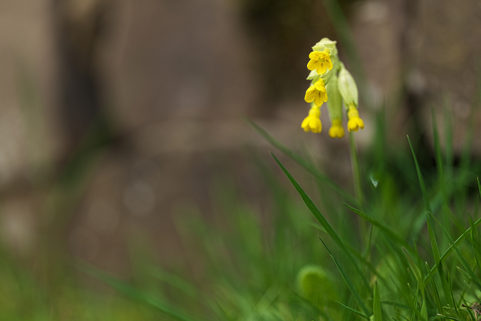 Schlüsselblume