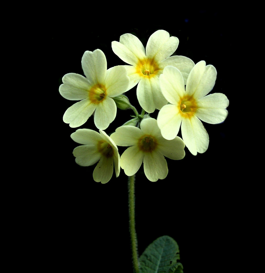 Schlüsselblume 