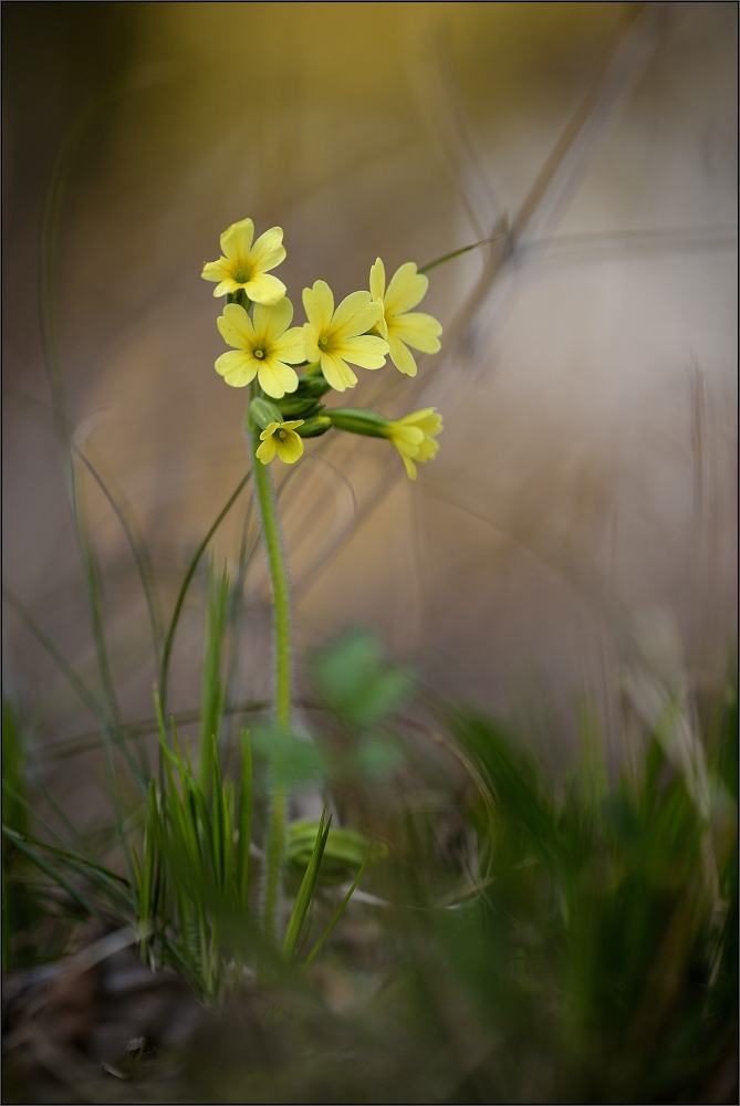 Schlüsselblume