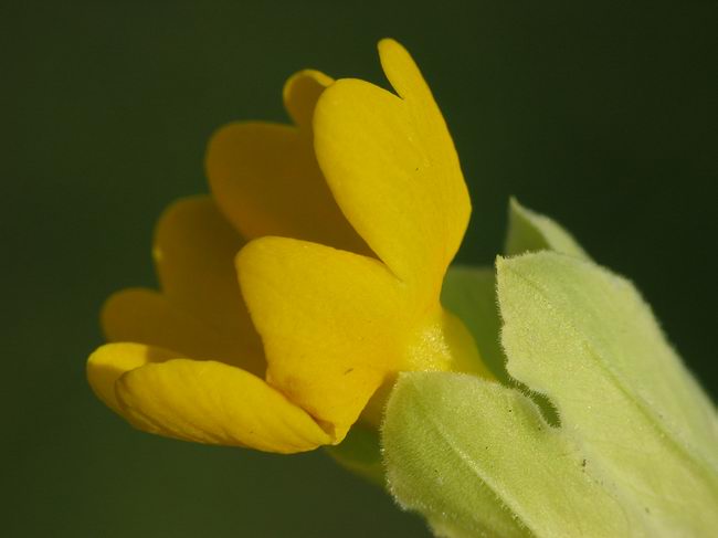 Schlüsselblume...