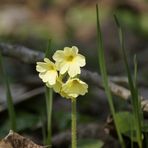 Schlüsselblume