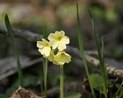 Schlüsselblume