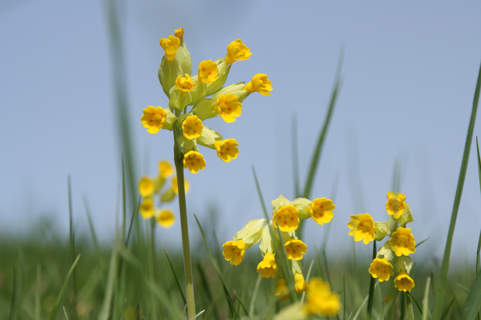 Schlüsselblume