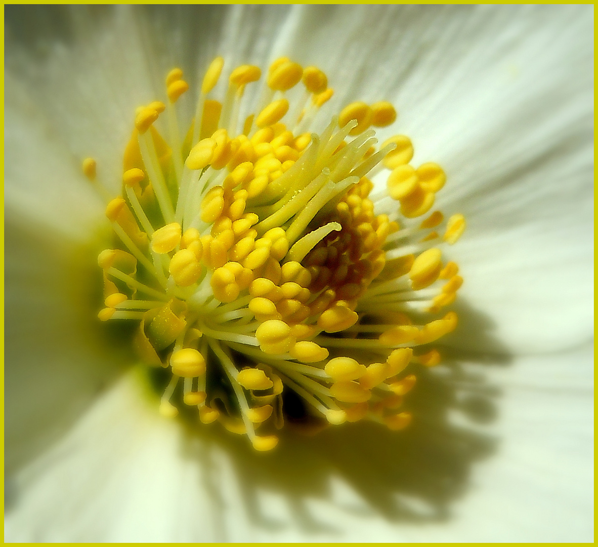 Schlüsselblume