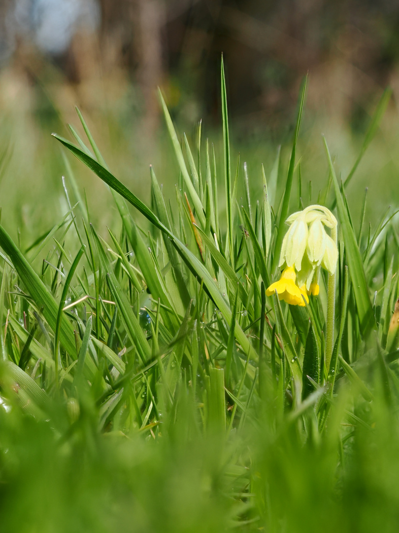 Schlüsselblume