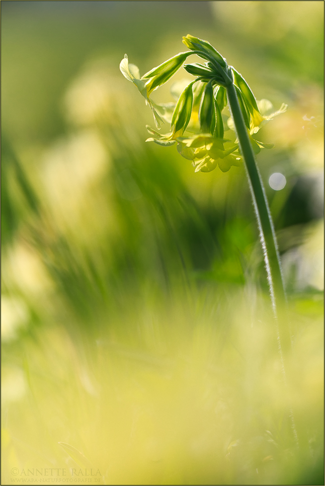 Schlüsselblume