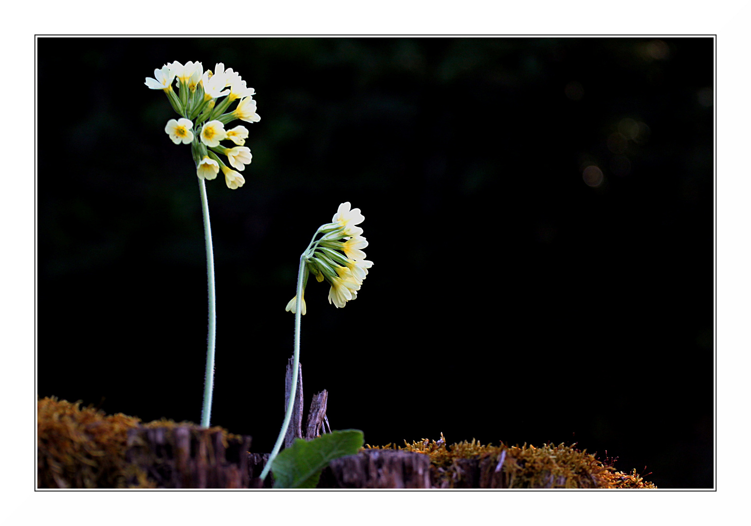 Schlüsselblume