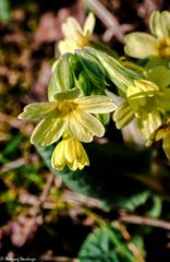 Schlüsselblume 