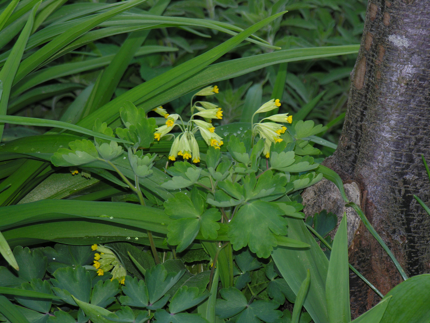 schlüsselblume