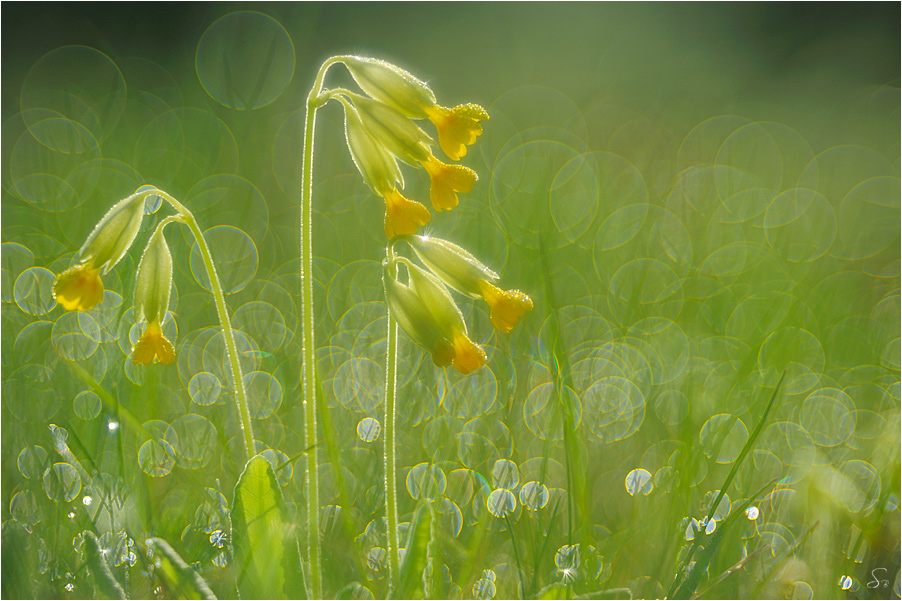 Schlüsselblume