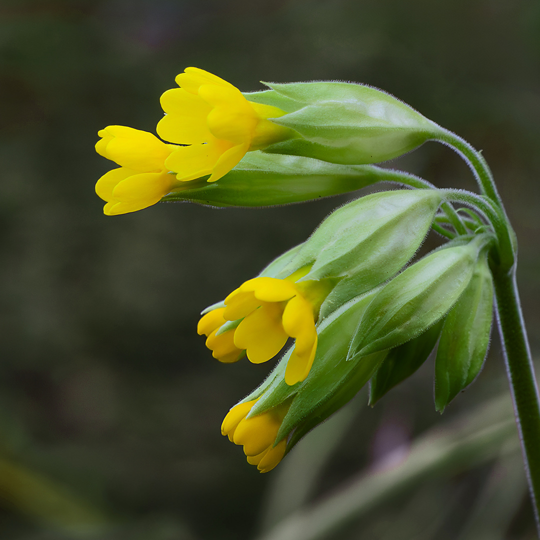  Schlüsselblume