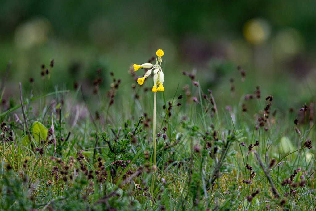 Schlüsselblume