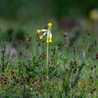 Schlüsselblume