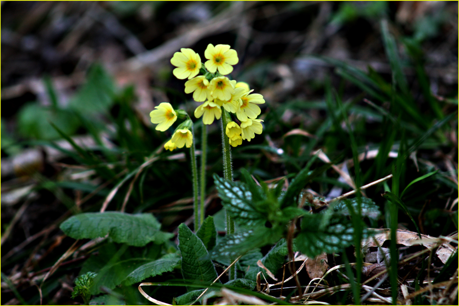 Schlüsselblume