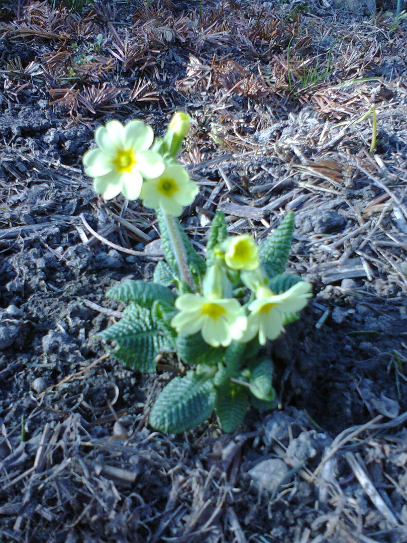 Schlüsselblume