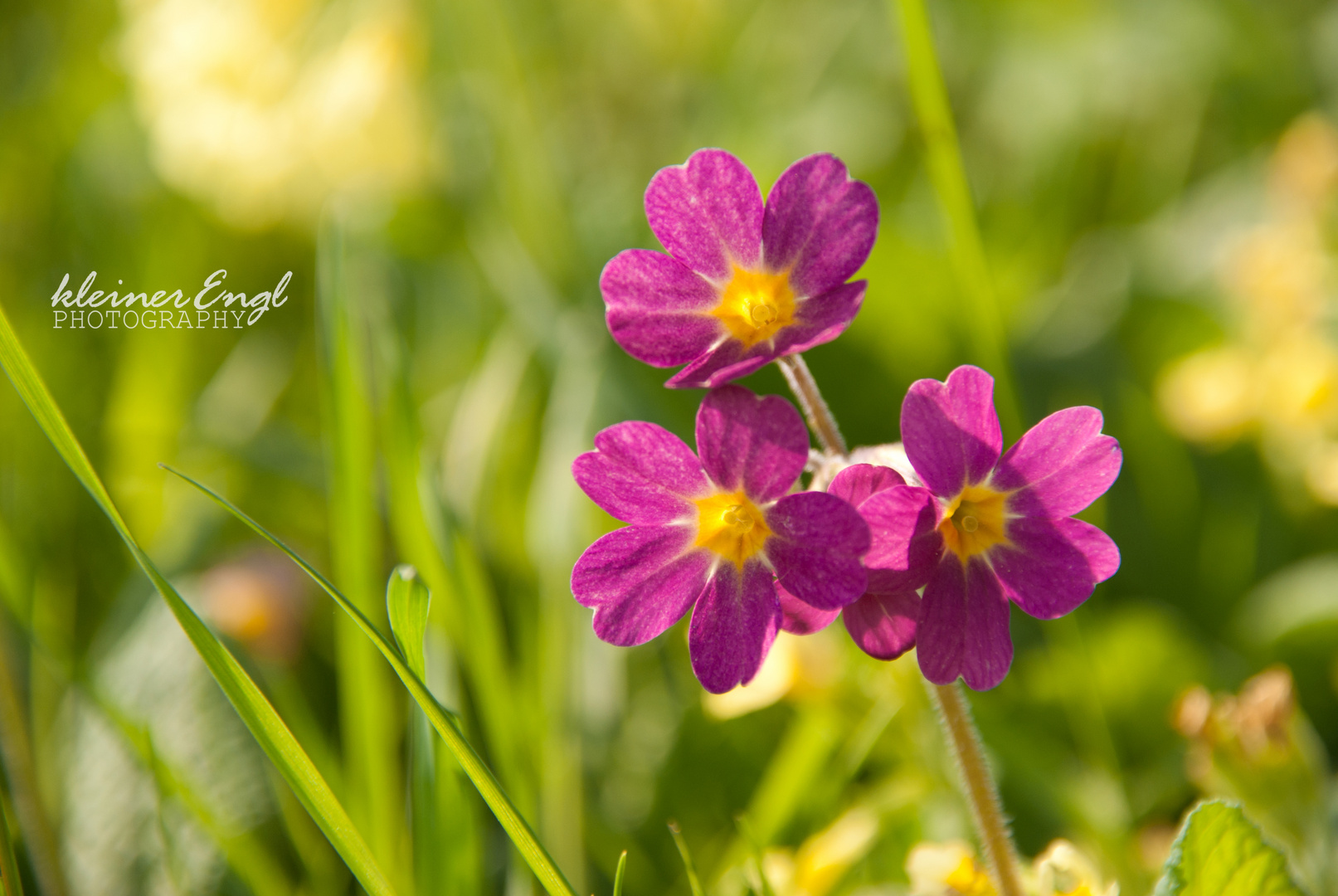 Schlüsselblume