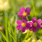 Schlüsselblume