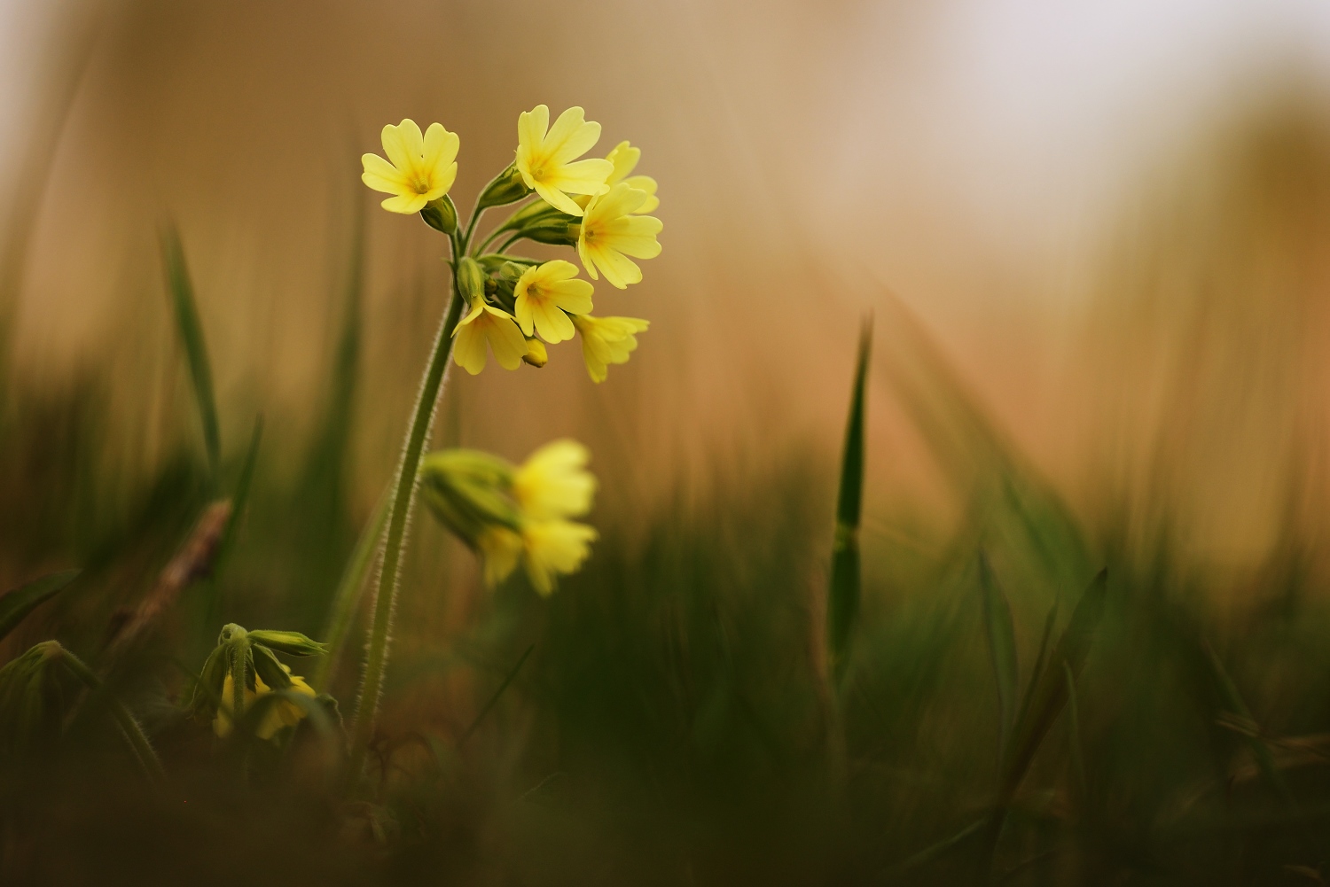 Schlüsselblume