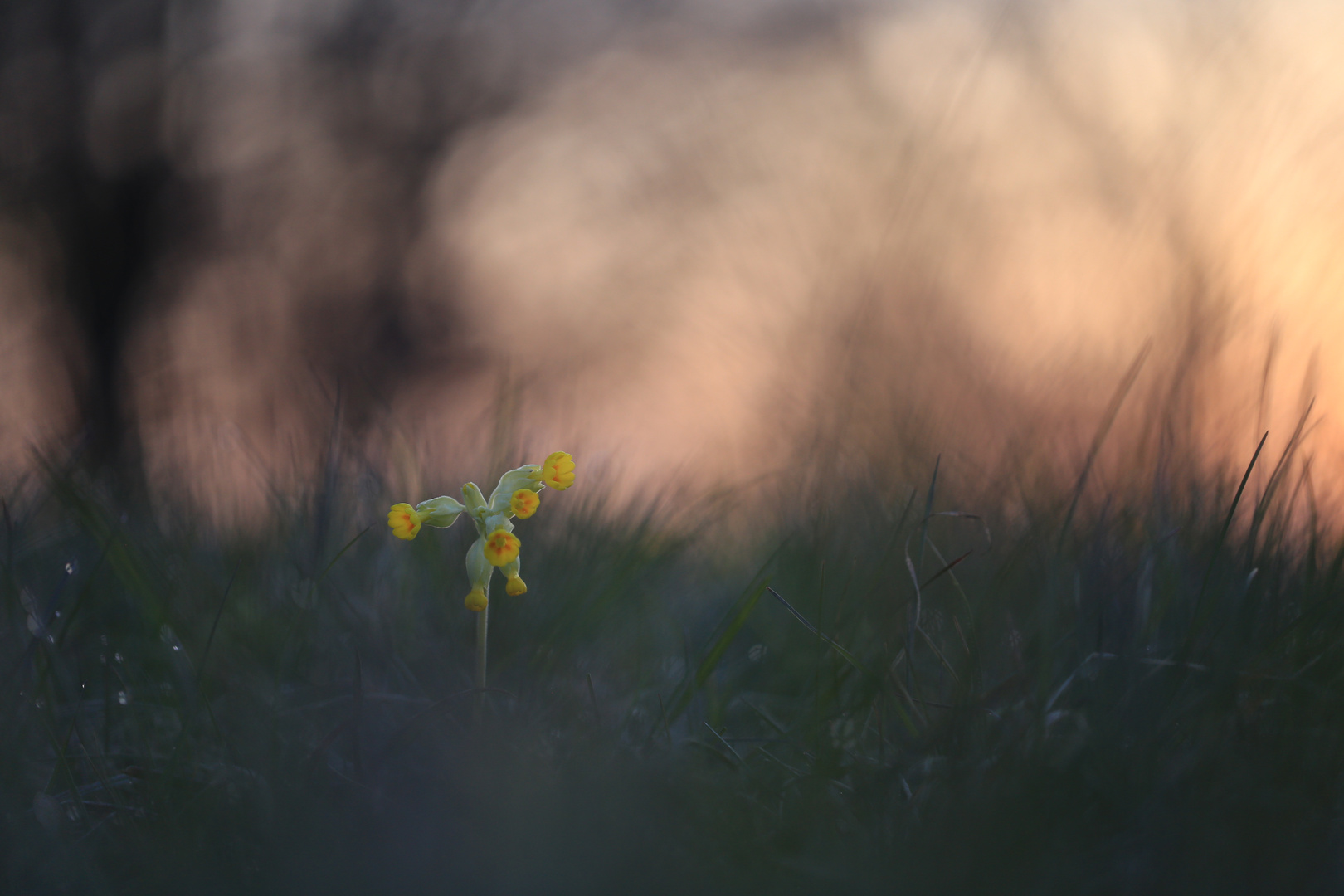 Schlüßelblume