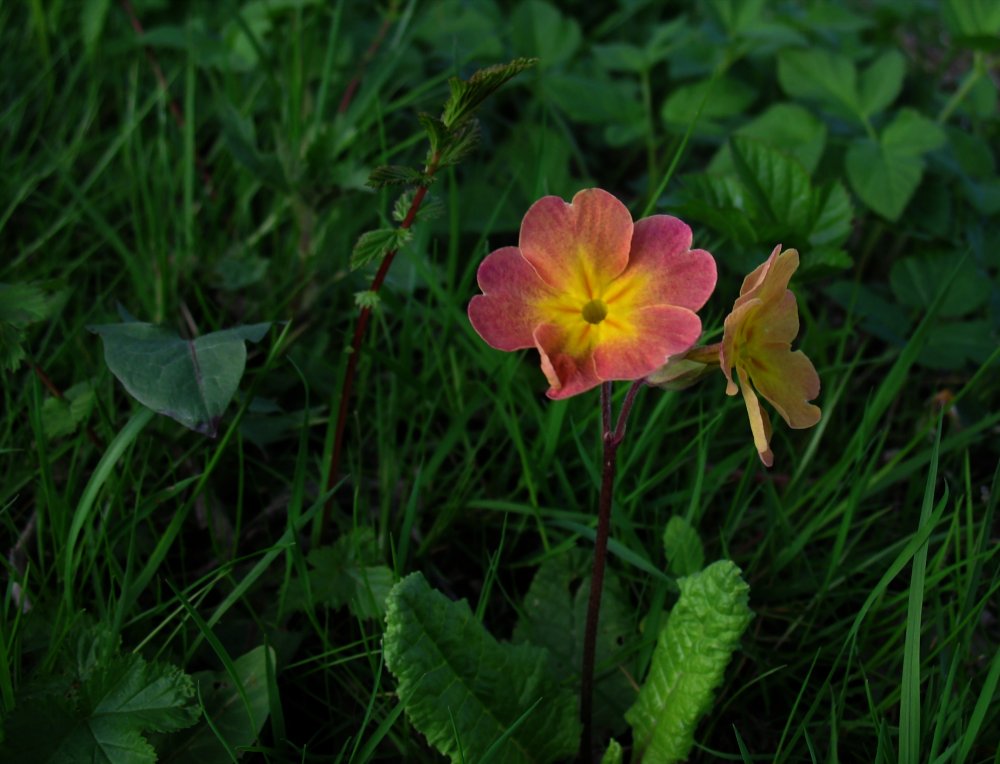 - Schlüsselblume -