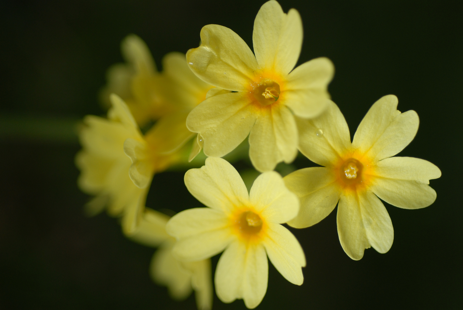 Schlüsselblume