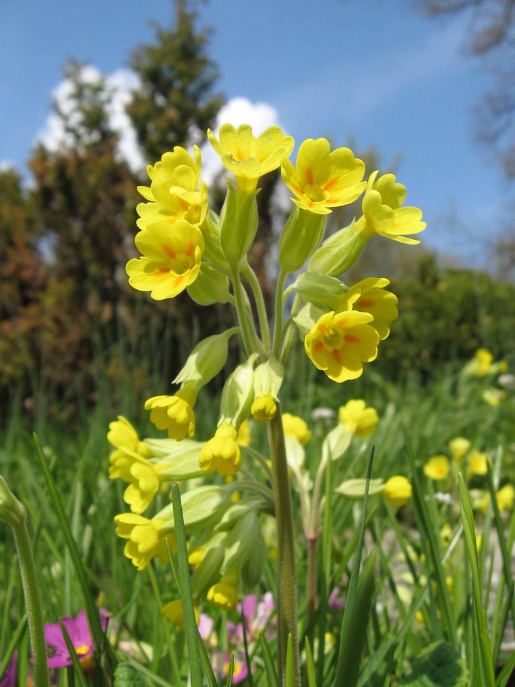 Schlüsselblume