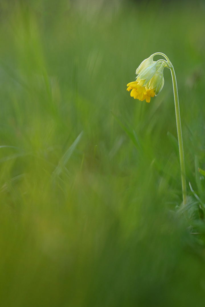 Schlüsselblume