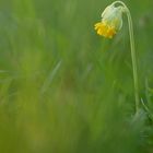 Schlüsselblume