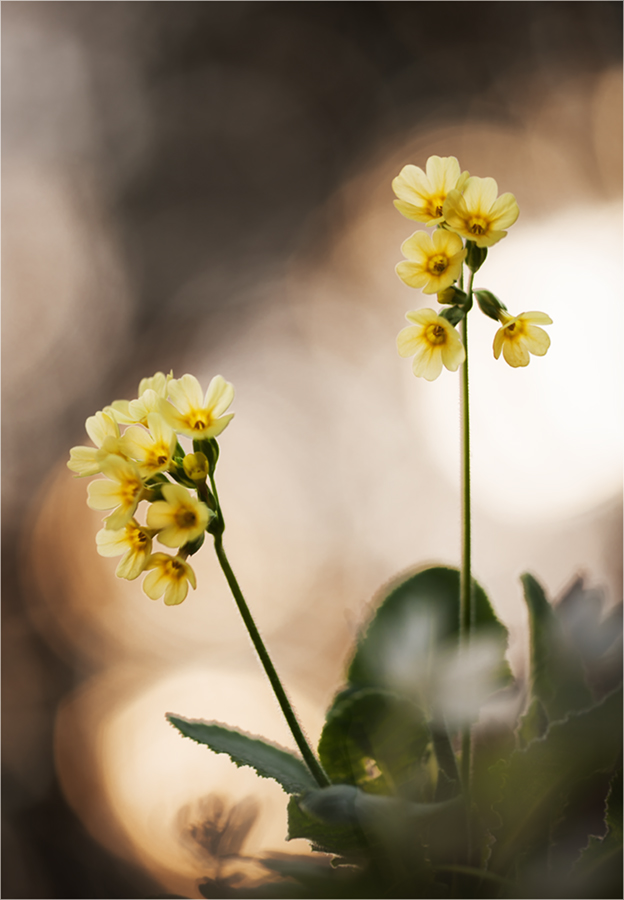 Schlüsselblume