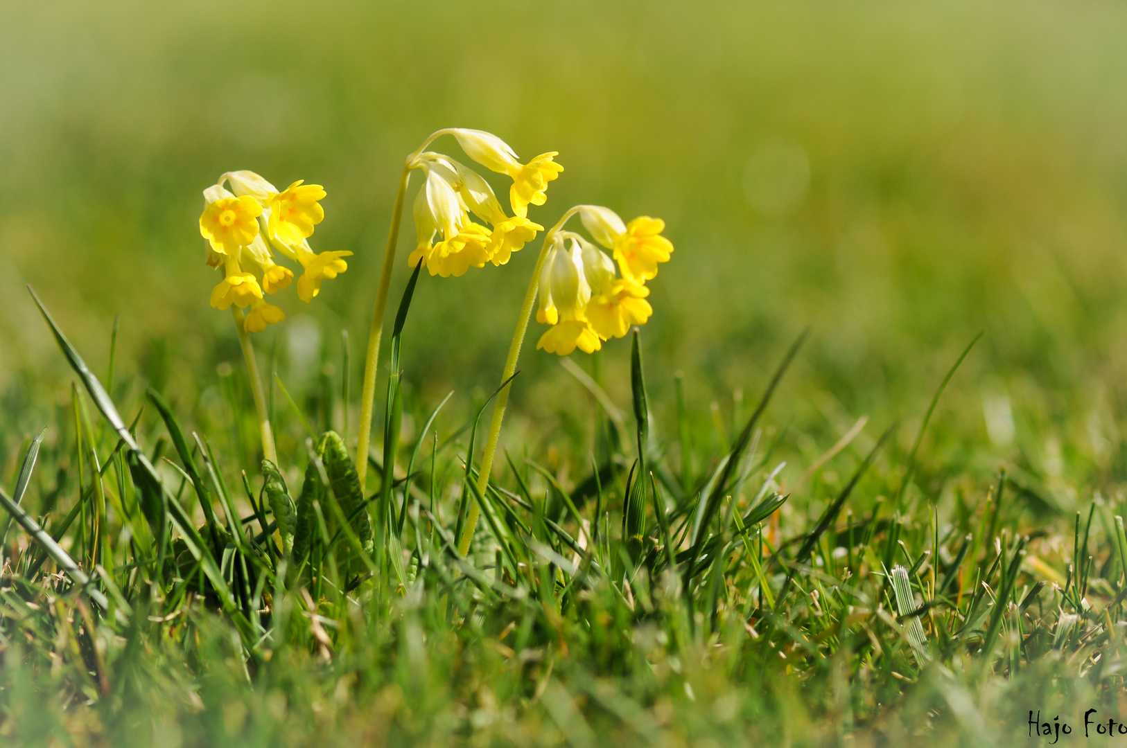 Schlüsselblume 