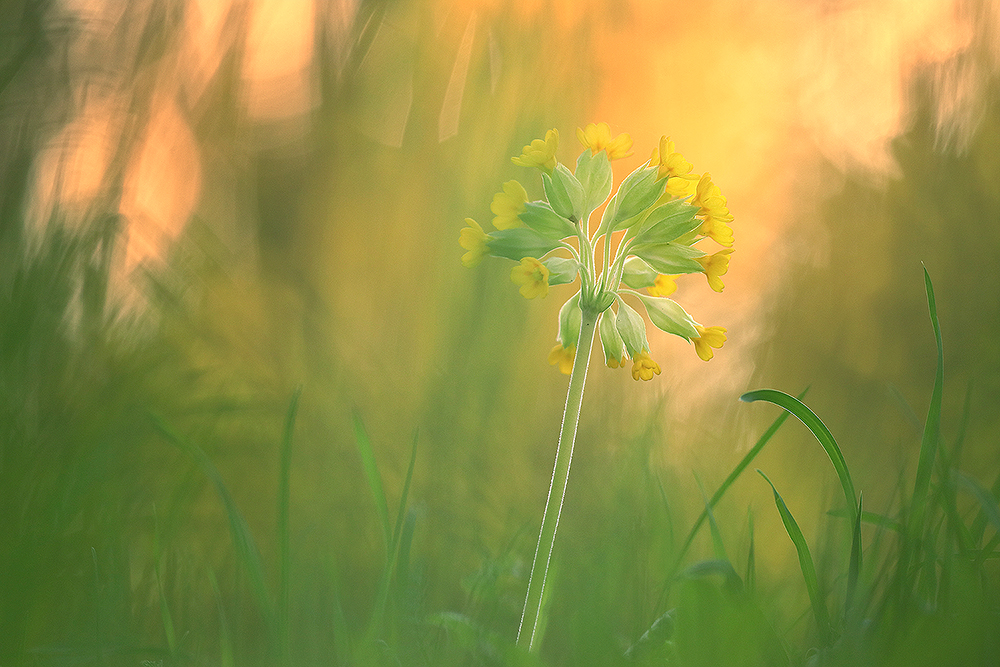 Schlüsselblume