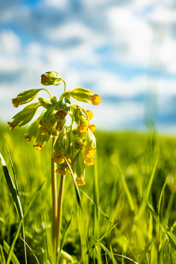 Schlüsselblume