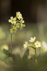 Schlüsselblume