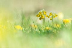 Schlüsselblume (Altglas)