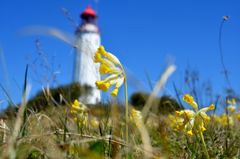 Schlüsselblume am Dornbusch