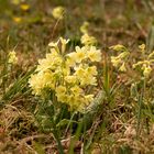 Schlüsselblume am Rande des Schutzgebietes