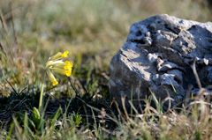 Schlüsselblume auf dem Dornbusch