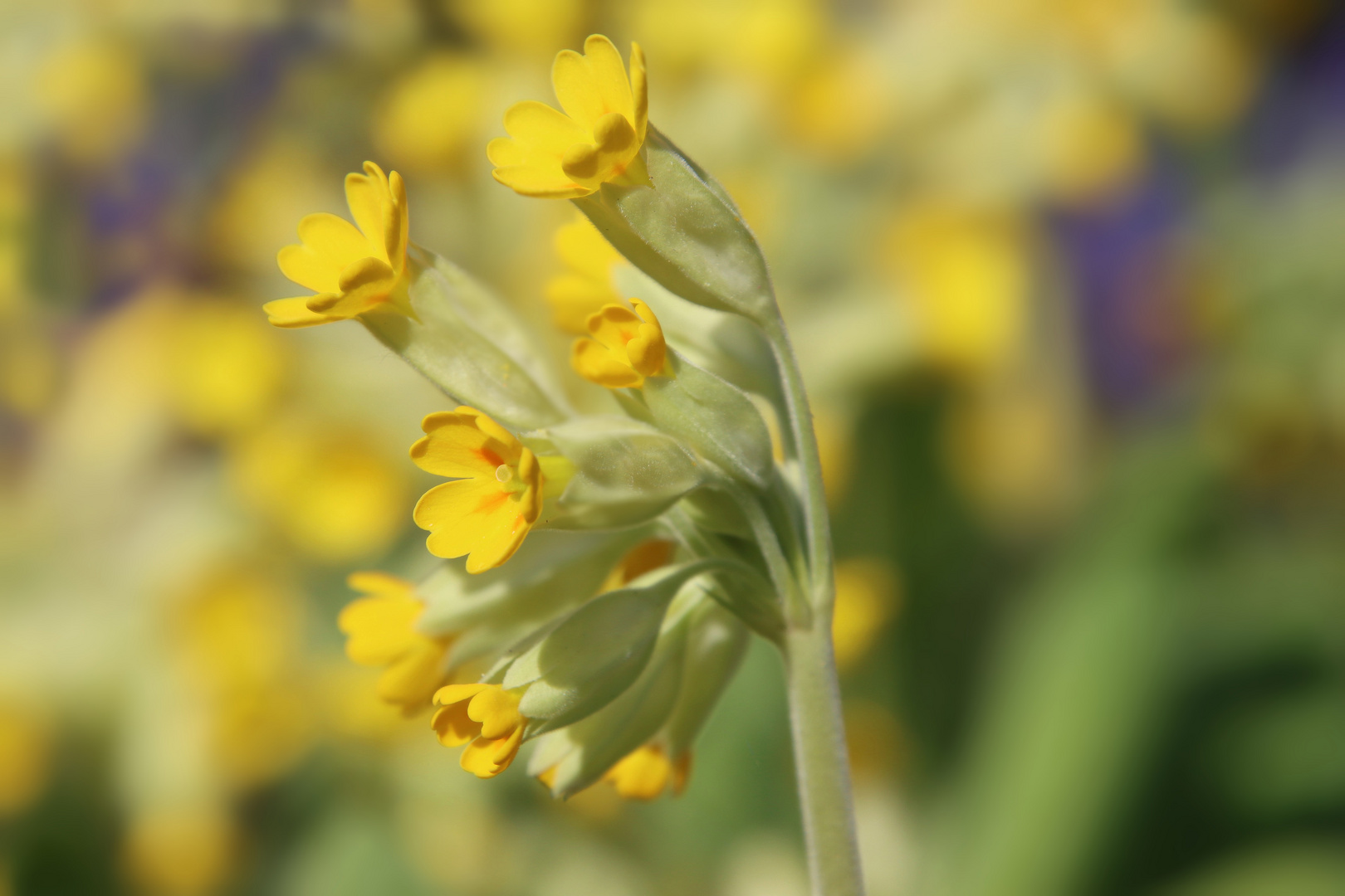 Schlüsselblume