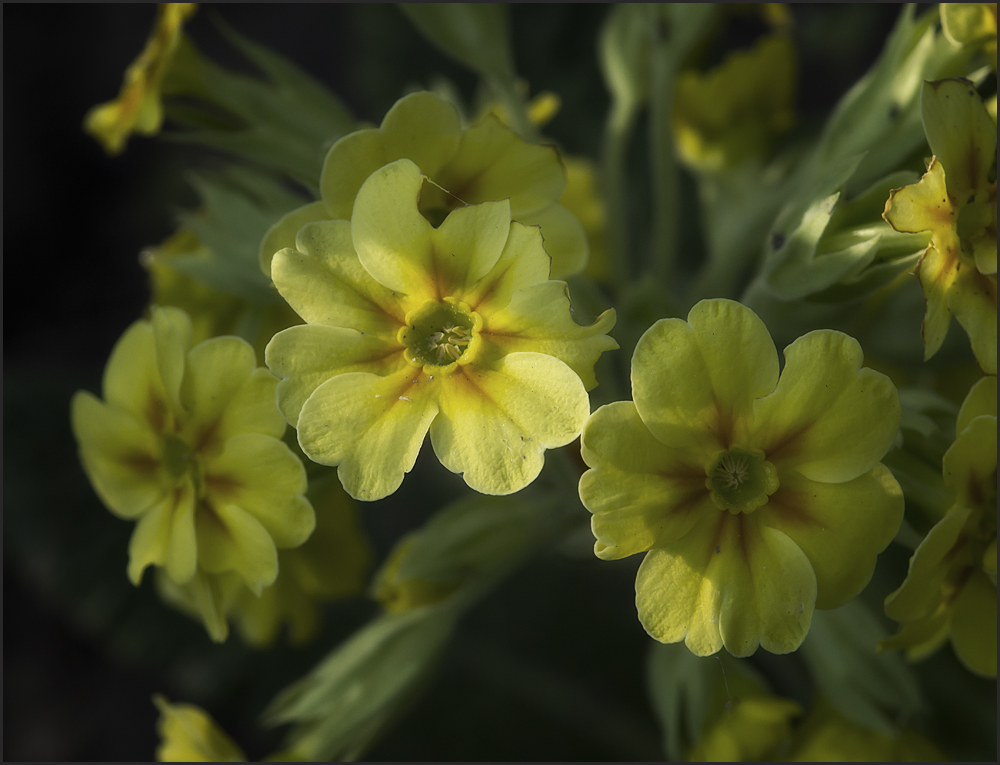 Schlüsselblume