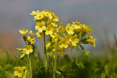 Schlüsselblume (Batenk im schwäbischen)