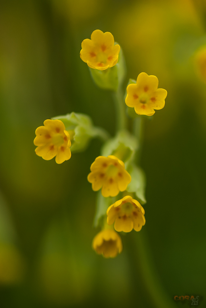 *** Schlüsselblume ***