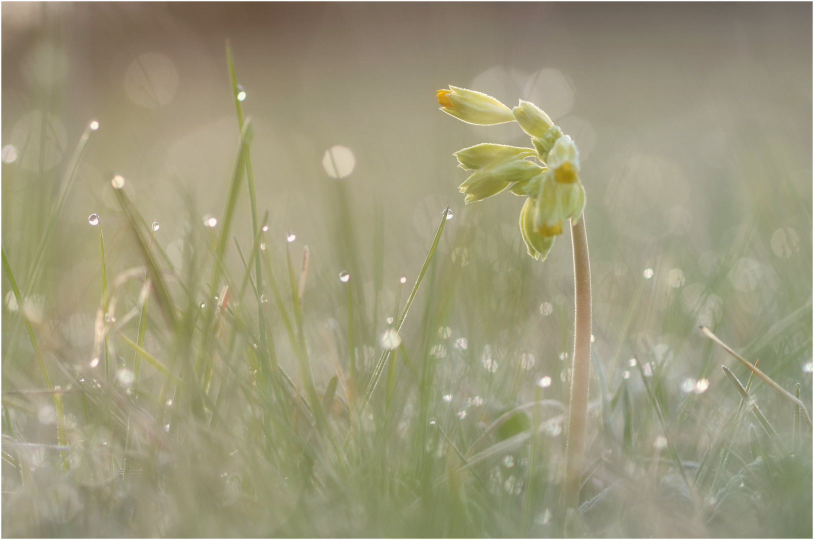 Schlüsselblume