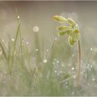 Schlüsselblume