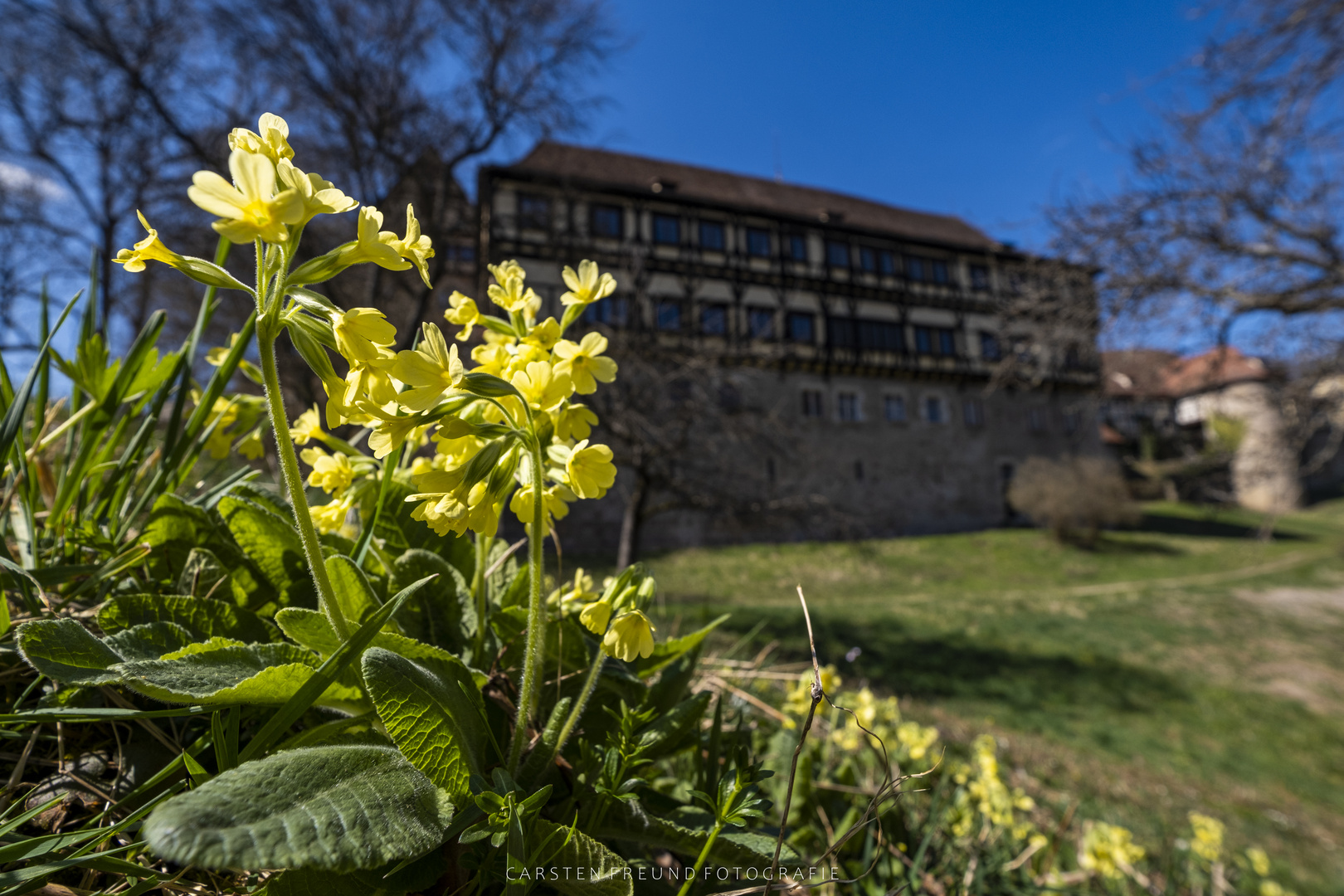 Schlüsselblume bei Bebenhausen vor dem Kloster