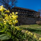 Schlüsselblume bei Bebenhausen vor dem Kloster