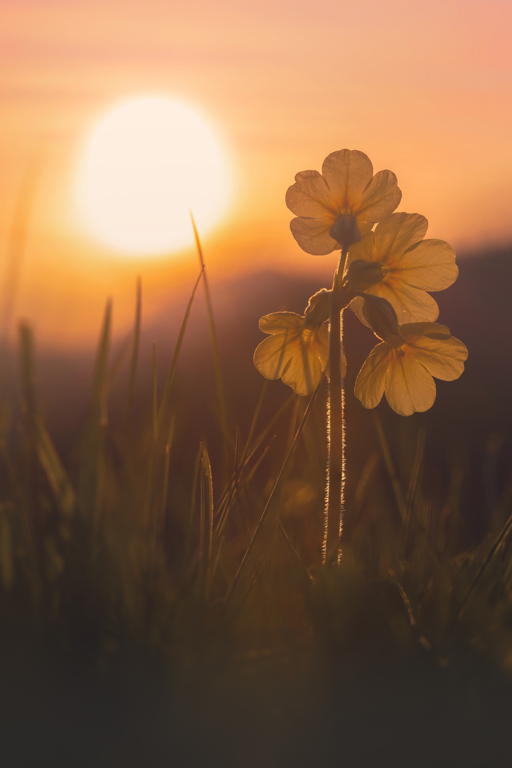 Schlüsselblume bei Sonnenuntergang