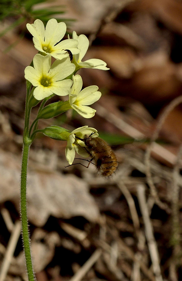 Schlüsselblume bekommt Besuch