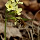 Schlüsselblume bekommt Besuch